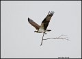 _1SB0254 osprey with branch